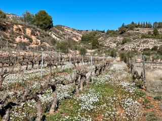 Rural plot in Cornudella de Montsant. Terreny  zona "peon caminero" cornudella