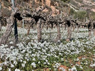 Finca rústica a Cornudella de Montsant. Terreny  zona "peon caminero" cornudella