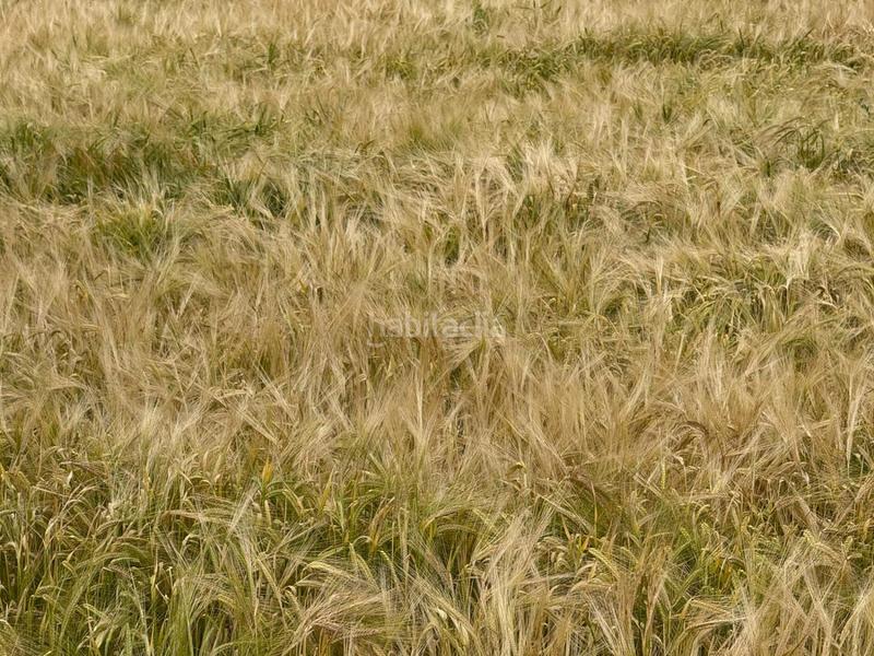 Foto 477a4ee4-b887-4b44-a50e-2b3471ec352c. Bauernhof in Masllorenç