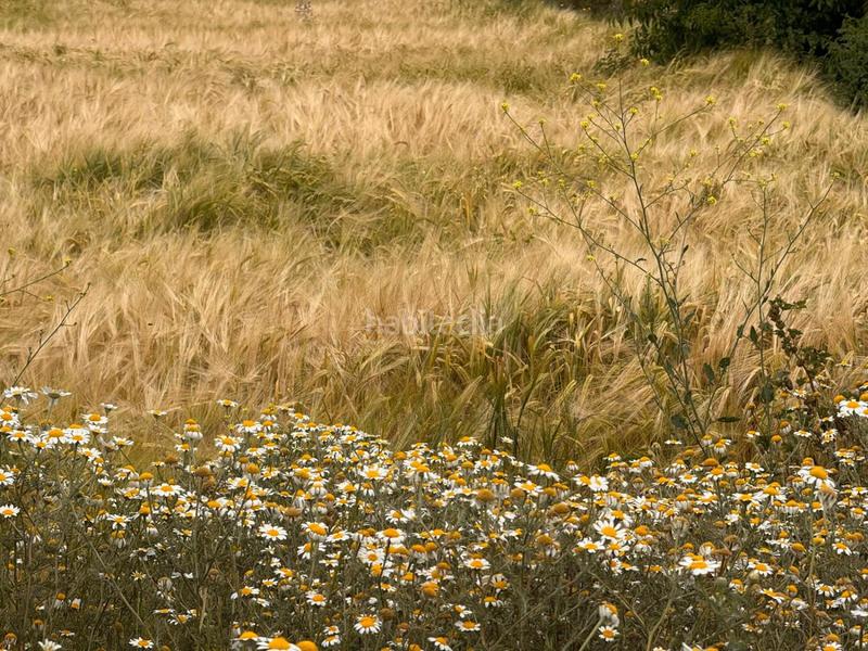 Foto 9c9ea2cc-b250-4ad1-a121-3f71c60efed2. Bauernhof in Masllorenç