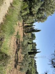 Masia a Arboç (L´). Finca rúst. en venta en arboç l.