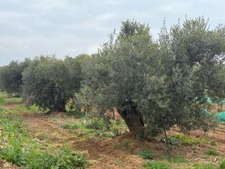 Country house in Altafulla. Finca rúst. en venta en torredembarra.