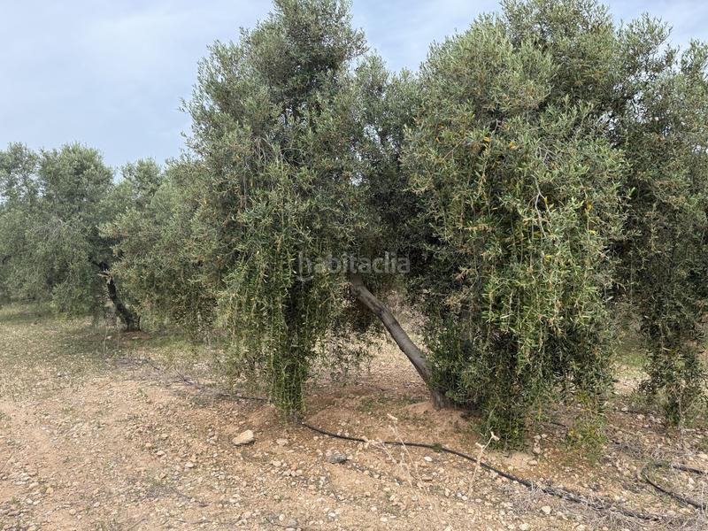 Foto e9321ae4-f5e8-4cb7-8ac8-ebef6dad59bd. Masía finca rúst. en venta . en Bellvei