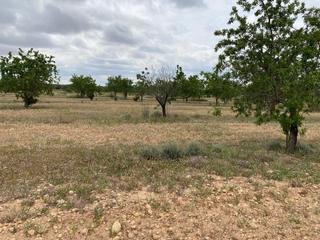Finca rústica a Carrer miramar 32. Agrocat tiene la finca que esta buscando en el pla de sta maria.