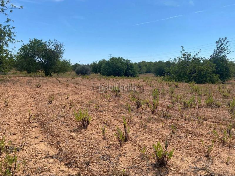 Foto 7d7f2200-842e-4a1d-a528-1ada6ffe4f77. Fondo rustico in extrarradio diseminado 1 in Roda de Barà