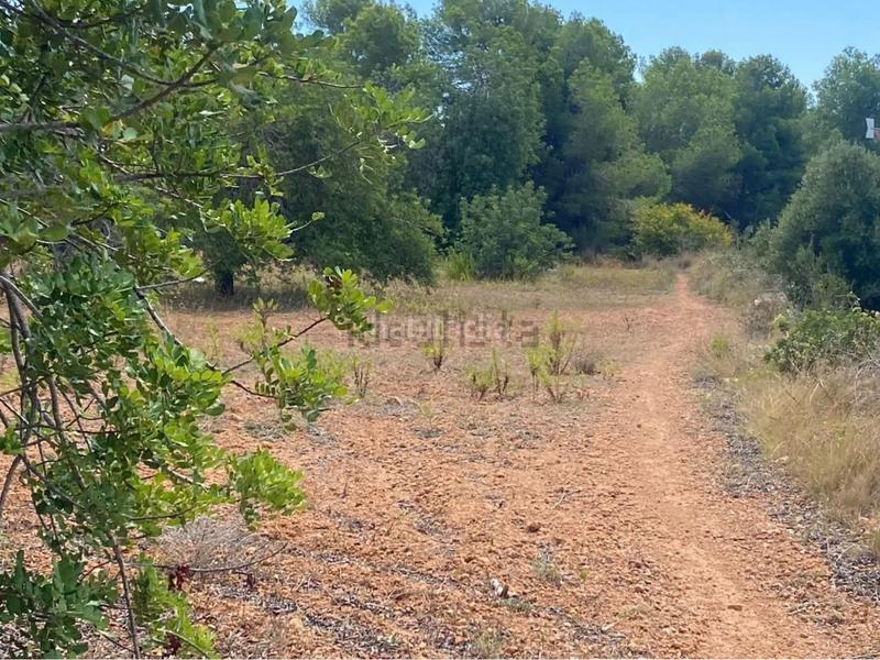 Foto 9b373423-2229-4489-8d1a-ec0ed143e9ff. Fondo rustico in extrarradio diseminado 1 in Roda de Barà