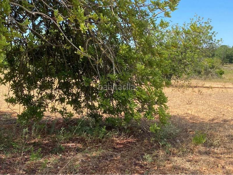 Foto b5722245-0732-4bb6-8053-2267310b4115. Fondo rustico in extrarradio diseminado 1 in Roda de Barà