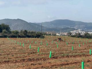 Finca rústica  Avinguda de santa oliva. Increíble terreno en avenida de santa oliva