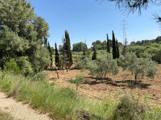 Finca rústica en Camí del cementiri 97. Terreno con olivos, cerezos, algarrobos y pinos en pont de ferro