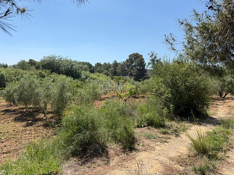 Foto 53b9540a-04e6-42e8-95b7-b249f05c0d63. Finca rústica a camí del cementiri 97 a Arboç (L´)