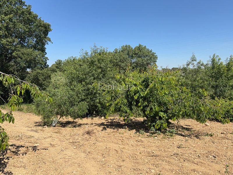 Foto 5b2570aa-06fa-48b7-82b9-05eca64be4a3. Finca rústica a camí del cementiri 97 a Arboç (L´)