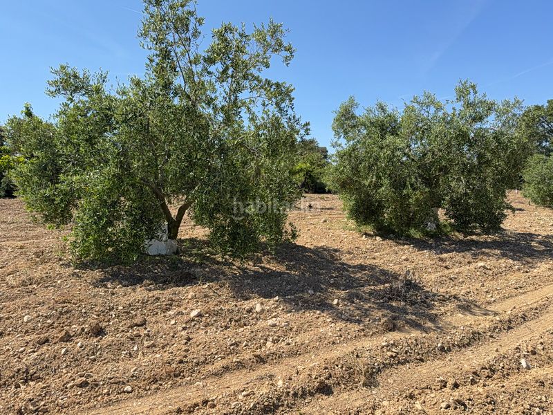 Foto 65551507-abac-4404-8520-0dbff480b6e5. Finca rústica a camí del cementiri 97 a Arboç (L´)