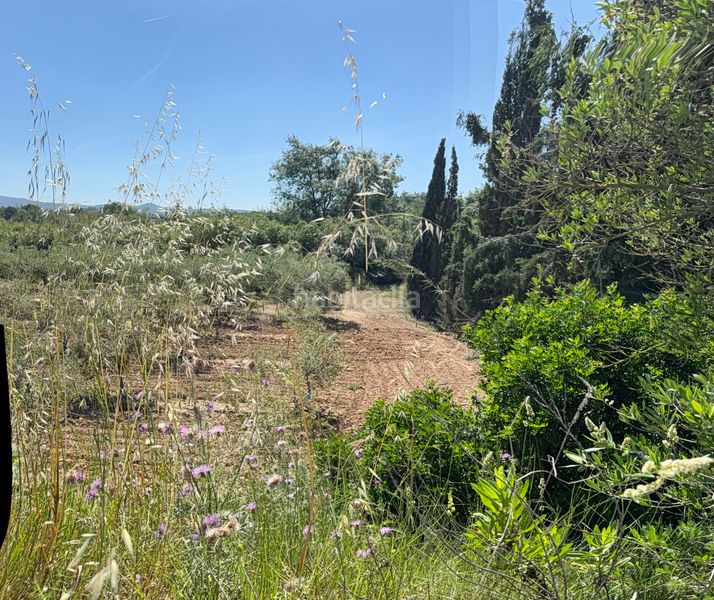 Foto 906afc5c-d23b-48cb-bbc0-a658c7fd938b. Finca rústica a camí del cementiri 97 a Arboç (L´)