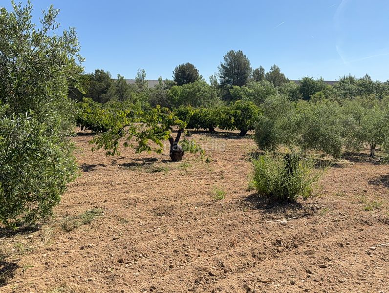 Foto ad4dccb2-7ec0-490a-8662-32a8fc0deaa8. Finca rústica a camí del cementiri 97 a Arboç (L´)