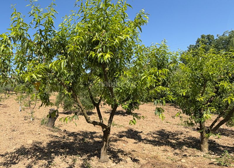 Foto c4c08d48-2b17-443e-b027-b70fd31ed81f. Finca rústica a camí del cementiri 97 a Arboç (L´)