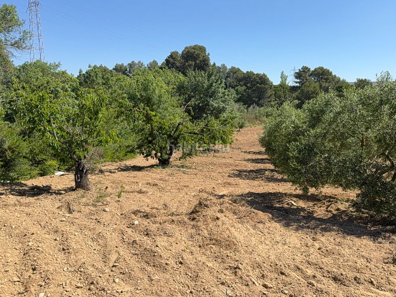 Foto c721053c-0433-4df1-8b98-423cc438f483. Finca rústica a camí del cementiri 97 a Arboç (L´)