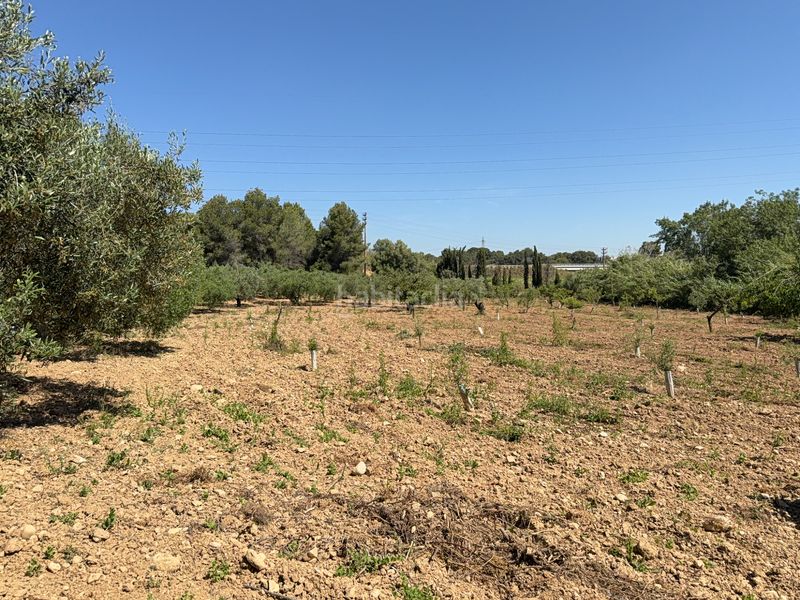 Foto c93a5d74-ed48-481c-b91e-4c0f5eec0300. Finca rústica a camí del cementiri 97 a Arboç (L´)