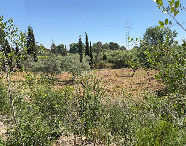 Foto df12af97-3dcb-412e-92fd-41e4e9854020. Finca rústica a camí del cementiri 97 a Arboç (L´)