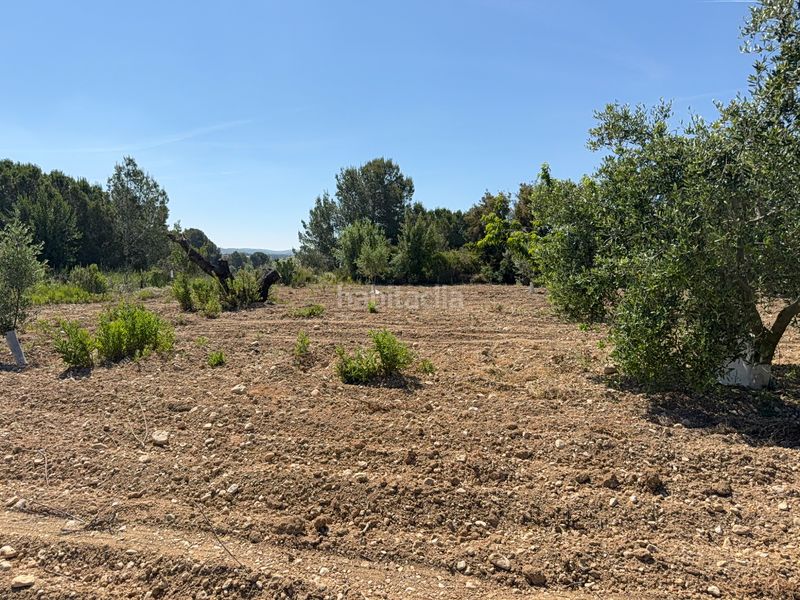 Foto f4360539-2ade-4f8a-999c-ed97ee6bb347. Finca rústica a camí del cementiri 97 a Arboç (L´)