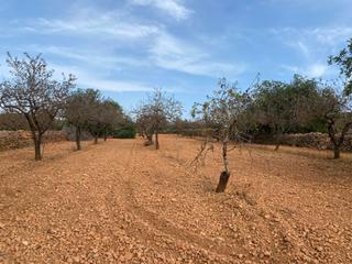 Finca rústica  Carrer camí de montferri. Terreno en venta en montferri