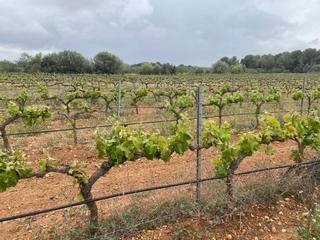 Rural plot in Vila-rodona. Finca de 8 hectáreas en vilarodona con pozo propio.ideal producc