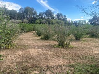 Landgut in Perafort. Agrocat comercializa finca rustica de 3’7 hectáreas en perafort.