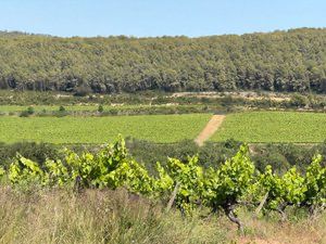 Rural plot in Carrer del camp 9. Finca rústica con viña blanca en castellet i la gornal