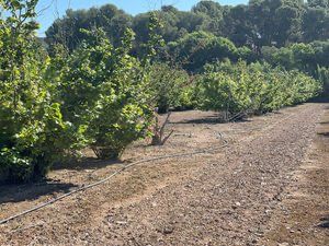 Landgut in Avinguda de reus 10. Terreno en constantí