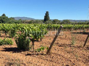 Foto 322a5ae0-f118-4911-94fc-2a7301bef833. Finca rústica a n/a a Santa Oliva