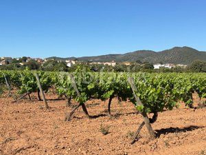 Foto e000dd45-c10f-4a9e-8f6b-605fbd1a1b19. Finca rústica a n/a a Santa Oliva