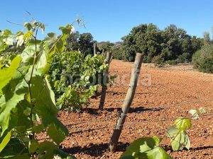 Foto f5fee54a-2e60-43e8-b686-4c7aabb1ab24. Finca rústica a n/a a Santa Oliva