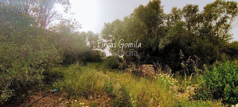 Foto 10f9bb8b-a528-4a6c-b3ea-4807291a517b. Masia a Alaior poble Alaior