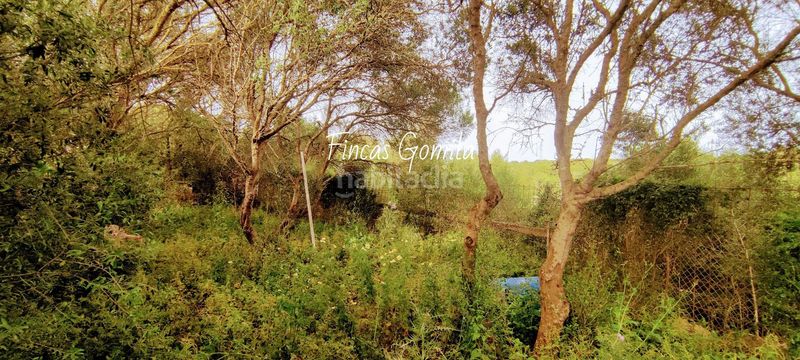 Foto 7ab18171-d51b-4ea1-a051-8dc5f7b87969. Masia a Alaior poble Alaior