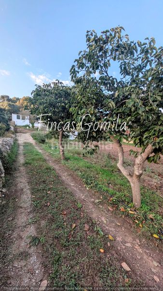 Foto dd28720a-be1b-4b36-96b0-d110ce74020b. Finca rústica a Alaior poble Alaior