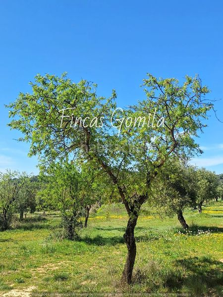 Foto 11f28d2e-6bf7-4747-b633-4f62afcb7fe8. Finca rústica a Cervià de les Garrigues