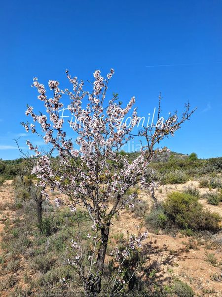 Foto 1d07eb7f-0153-48a8-b73c-bb9fcb1d4a43. Finca rústica a Cervià de les Garrigues