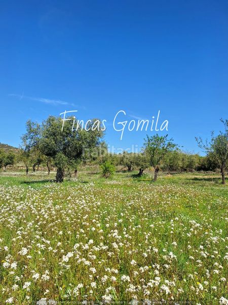 Foto a7754b6e-87f9-48e8-985c-37f3d57dc3b9. Finca rústica a Cervià de les Garrigues