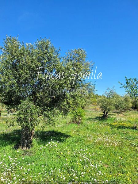 Foto f4c55c08-f638-4612-a525-6ca917264edd. Finca rústica a Cervià de les Garrigues