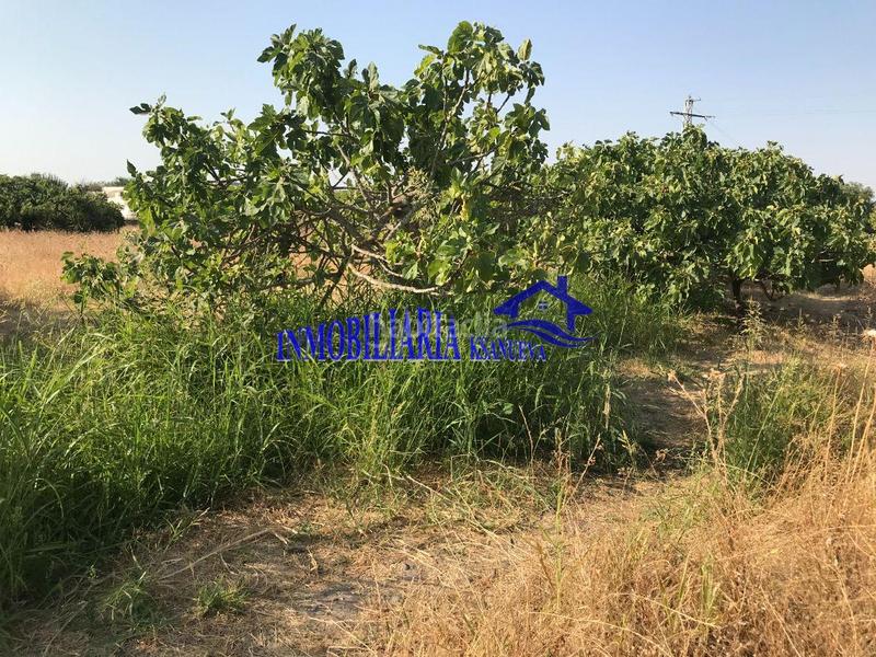 Foto 1f6f768e-b24c-441d-b78e-37008f15bf4c. Mas dans Alcolea Córdoba