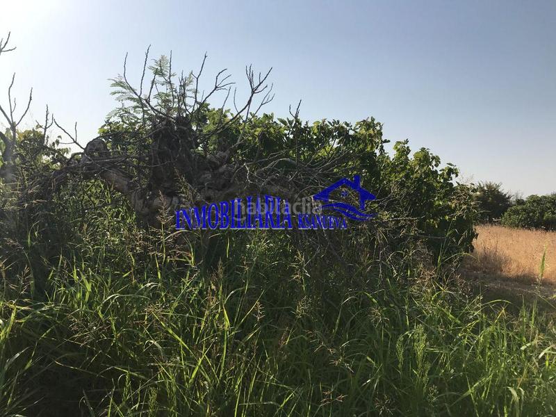 Foto c8599c1c-607d-4511-b109-4484a3c6f3ef. Mas dans Alcolea Córdoba