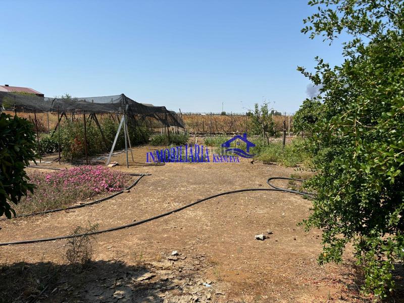 Foto 21db98aa-8778-488e-a9c1-662ea0b157ae. Masia a Alcolea Córdoba