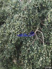 Masia a Posadas. Córdobafinca rustica