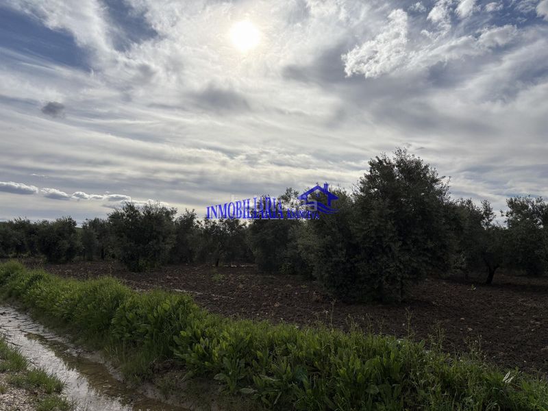 Foto 9b31e6e9-fb8c-4484-a65b-fa93612939fd. Masia a Carpio (El)