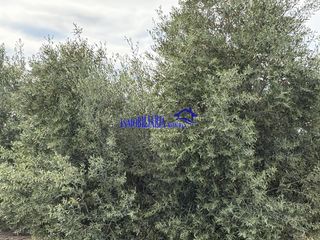 Masia a Carpio (El). Córdobafinca rustica