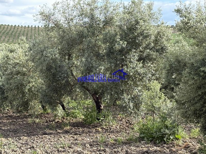 Foto d77cdfe1-5905-4ac0-bf09-d05af423298c. Masia a Carpio (El)