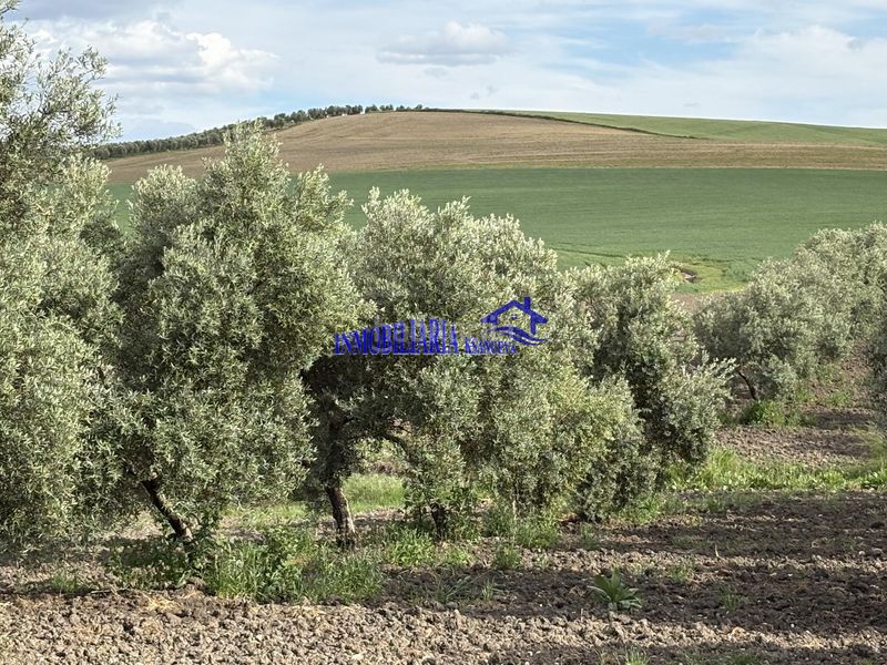 Foto e719084f-b2f3-4663-a611-8fa4334877dd. Masia a Carpio (El)