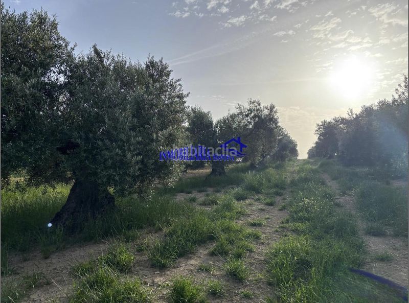Foto 3fa18239-7893-4afd-a7bc-6141dd7e9c85. Masia a Bujalance