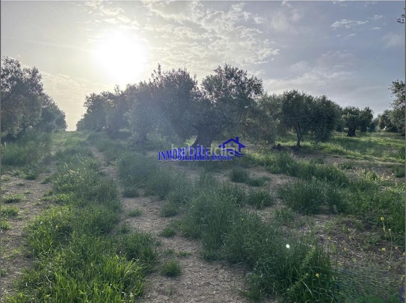 Foto 5acd6880-deb4-449a-b44a-5a47bd5c1fb2. Masia a Bujalance