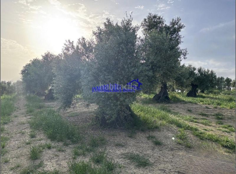 Foto e5eb1eb8-241b-4ae0-b152-af050456b32a. Masia a Bujalance