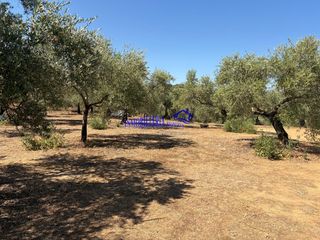 Masia a Adamuz. Córdobafinca rustica